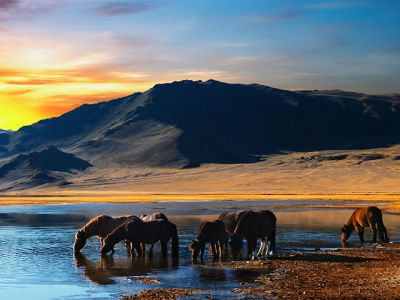Pferde am Wasser bei Sonnenuntergang