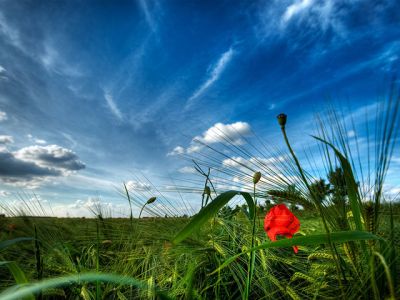 Lebendiger Mohn in Grünem Feld