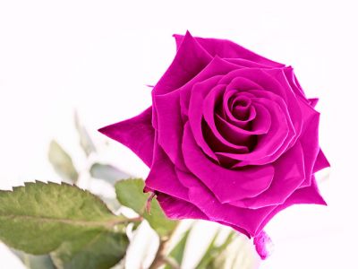Lebendige Pinke Rose