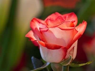 Schöne Rote Rose