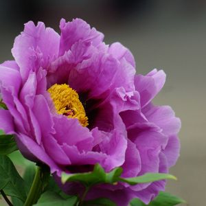 Schöne Rosa Pfingstrose