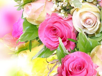 Schöne Rosa Rosen