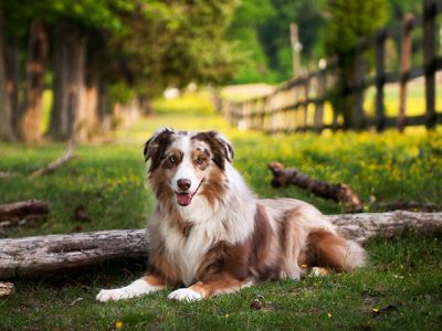 Australischer Schäferhund in der Natur