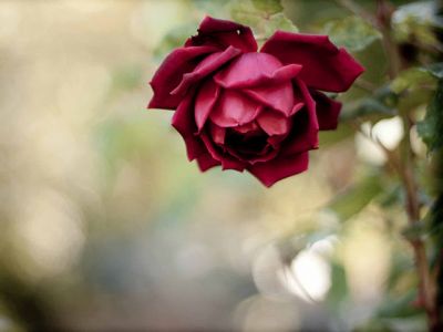 Schöne Rote Rose