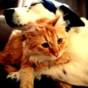 Hund und Katze Umarmt