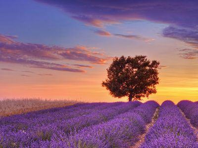 Lavendelfelder bei Sonnenuntergang