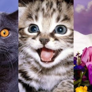 Niedliche Katzenkollektion