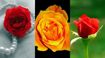 Schöne Rosen in Blüte