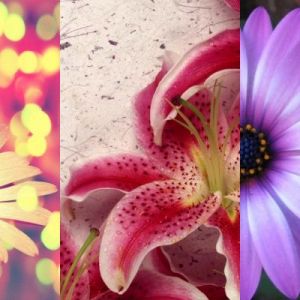Schöne Blumen Sammlung