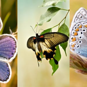 Schöne Schmetterlinge in der Natur