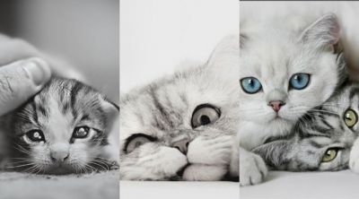 Niedliche Katzen und Kätzchen
