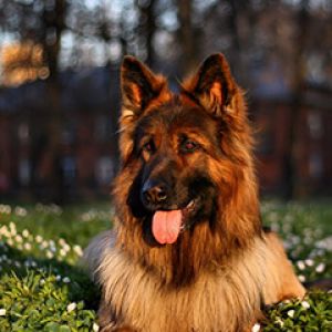Schöner Deutscher Schäferhund in der Natur