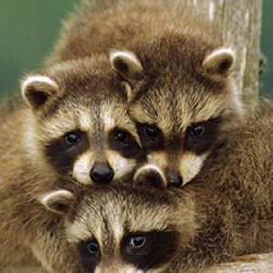 Niedliche Waschbärenfamilie