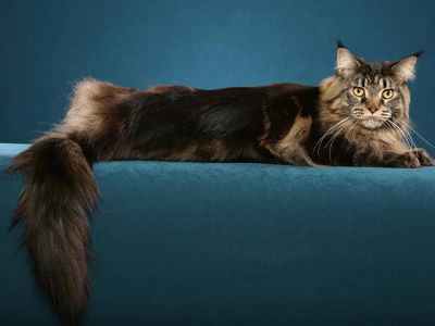 Maine Coon Katze Entspannt