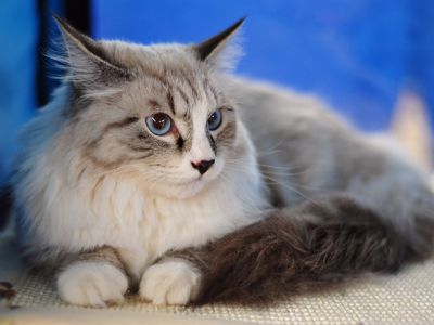 Flauschige Katze mit Blauen Augen