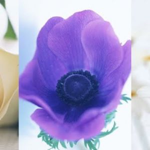 Schöne Blumenanordnung