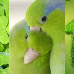 Grüne Natur und Papageien