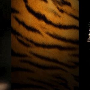 Majestätische Tigerkunst