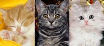 Niedliche Katzen Sammlung