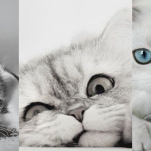 Niedliche Katzen Sammlung