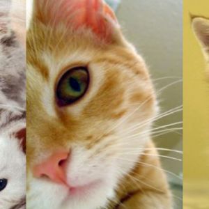 Niedliche Katzen und Kätzchen