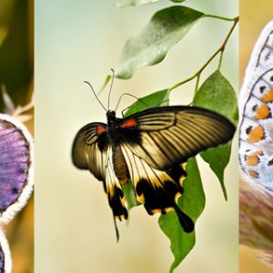 Bunte Schmetterlinge in der Natur
