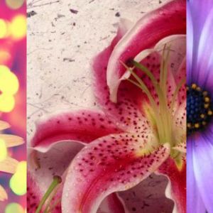 Schöne Blumen Sammlung