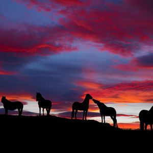 Pferdesilhouetten bei Sonnenuntergang