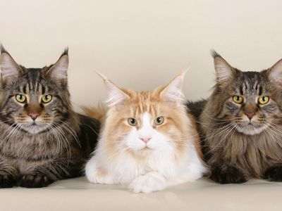 Maine Coon Katzen
