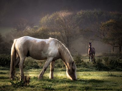 Majestätische Pferde in der Natur