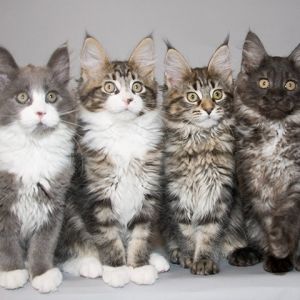 Niedliche Maine Coon Kätzchen