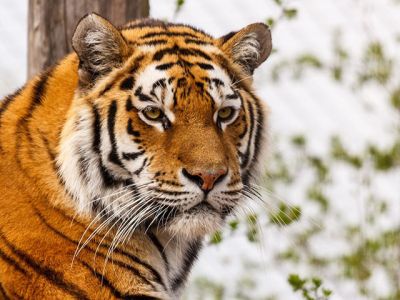 Majestätischer Tiger Nahaufnahme