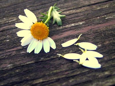 Gänseblümchen auf Holz