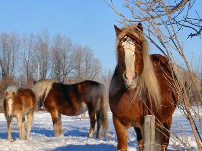 Majestätische Pferde im Schnee