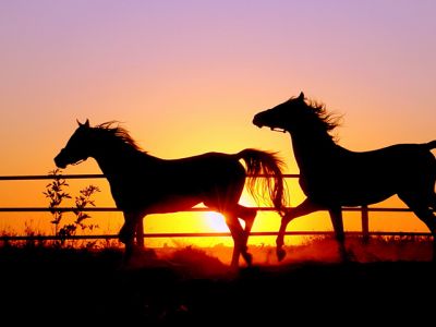 Pferdesilhouetten bei Sonnenuntergang