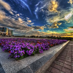 Lebendiger Sonnenuntergang über Blumenbeet