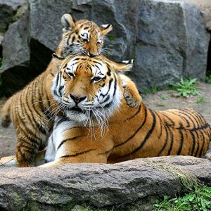 Majestätische Tiger in der Natur