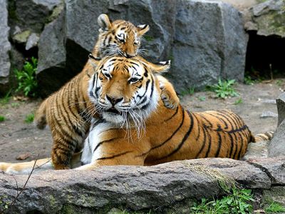 Majestätische Tiger in der Natur