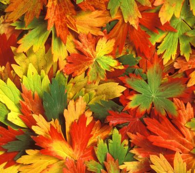 Bunte Herbstblätter
