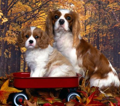 Niedliche Cavalier King Charles Spaniels