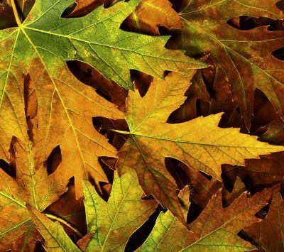 Bunte Herbstblätter