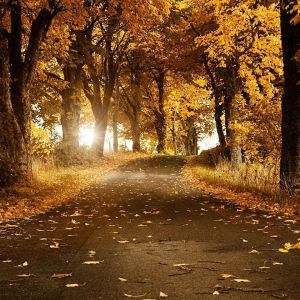 Herbstlicher Waldweg