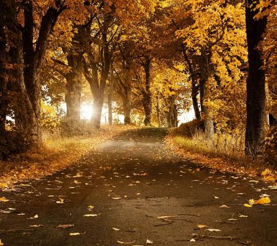 Herbstlicher Waldweg