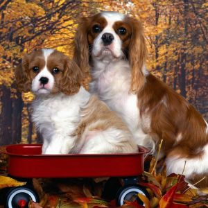 Niedliche Cavalier King Charles Spaniels
