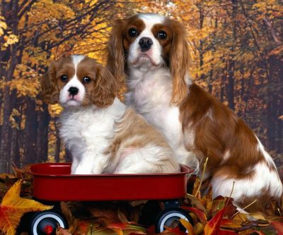 Niedliche Cavalier King Charles Spaniels