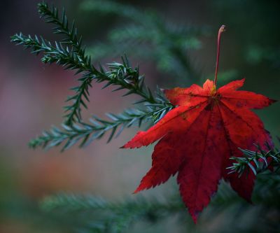 Lebendige Rote Ahornblatt