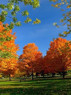 Lebendige Herbstbäume