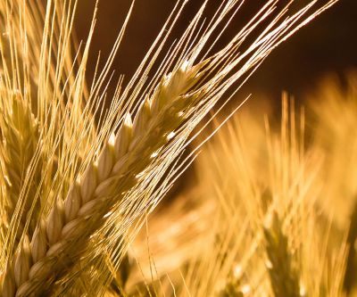 Goldene Weizenfelder