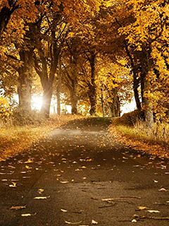 Herbstlicher Waldweg