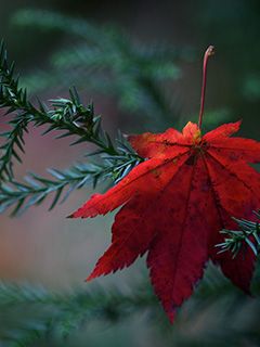 Rote Ahornblatt auf Nadelbaum